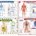 10 Free Human Body Systems Worksheets for Kids: A Complete Guide for Parents and Teachers