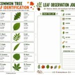 Leaf Identification Printable: A Complete Guide for Parents (and How to Turn It Into a Kids’ Nature Adventure)