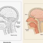 Skull Coloring Pages Anatomy